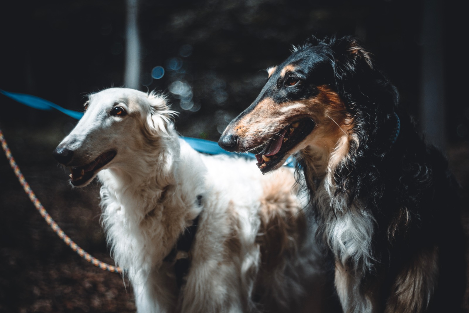 Neues von Masha & Yuri